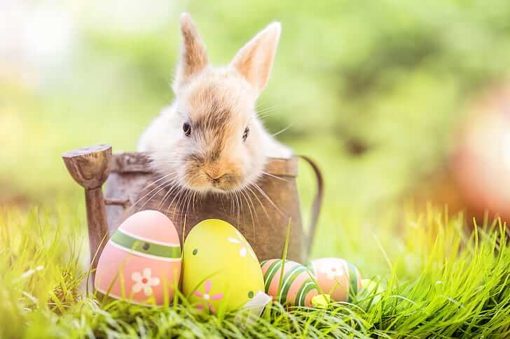 Easter HD Wallpapers Free Download