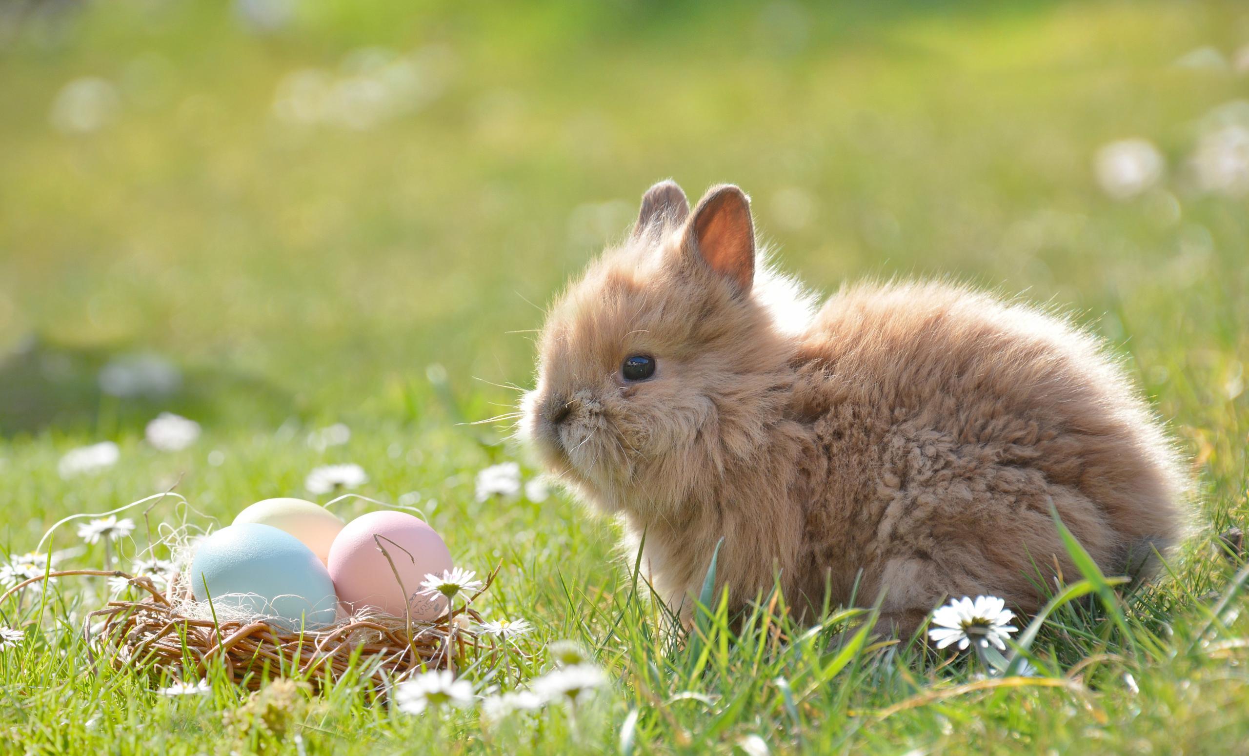 Free Easter Bunny Wallpaper Download
